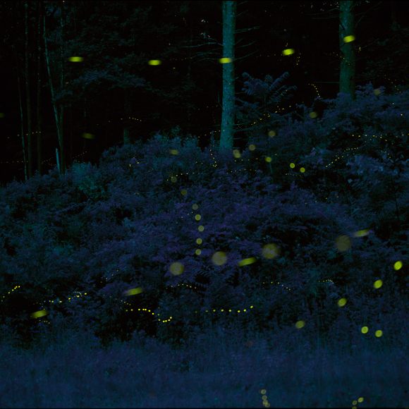 Blue Ghost Fireflies- Do You Have Them in Your Woods?