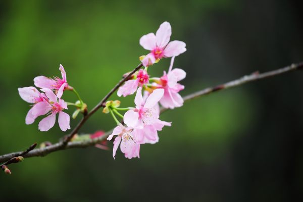 Cherry blossoms are among the vibrant flowers of Yong’ai Garden.
