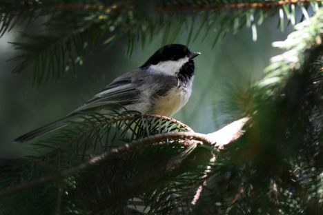 How to be a Bird Pick-Up Artist