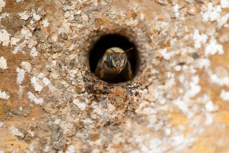 A balam-kab, a bee whose sole work is to guard and protect the hive's entrance from intruders.