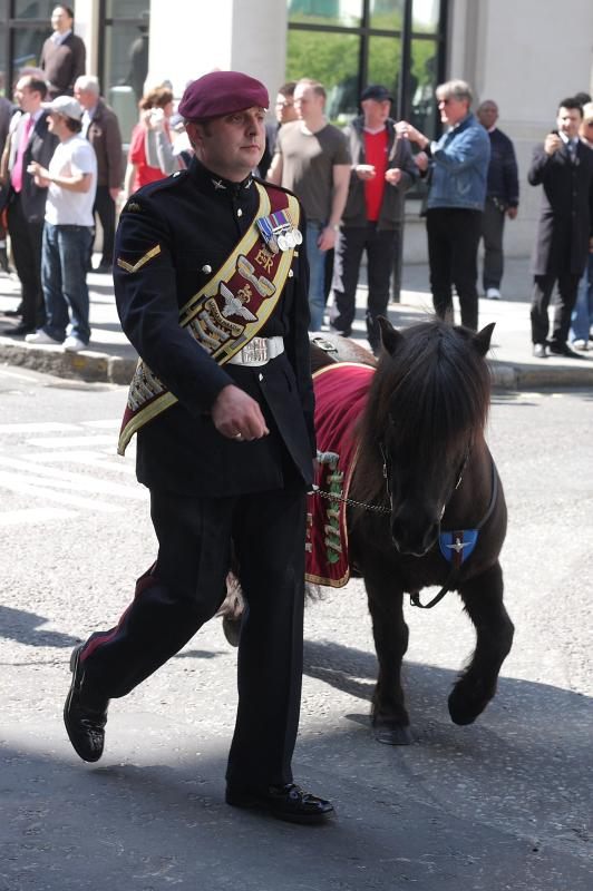 Pegasus, the Parachute Regiment's shetland pony mascot. 