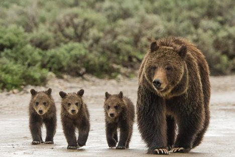 Grizzly bear 399 and three of her cubs.