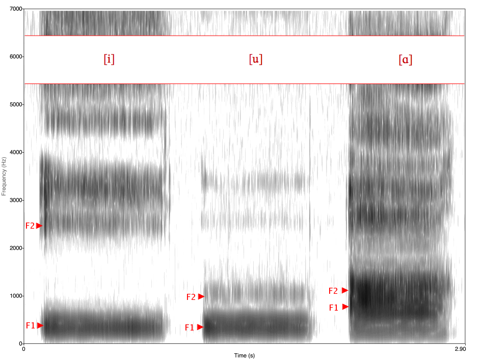 This spectrogram, of an American male speaking, shows the frequencies that make up several formants. These formants in turn make up the vowels "i," "u," and "a."