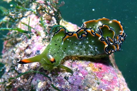 This sea slug, Elysia grandifola, eats algae and then "hijacks" its chloroplasts, becoming temporarily photosynthetic.