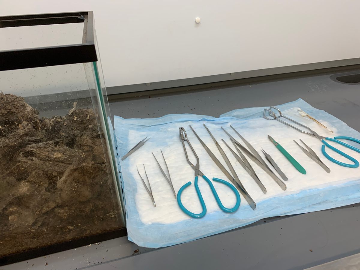 Dissection supplies at the ready.