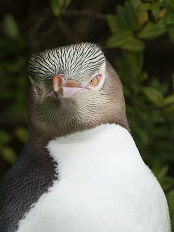 240 Yellow-Eyed Penguins, Portrait Head, Enderby Island.