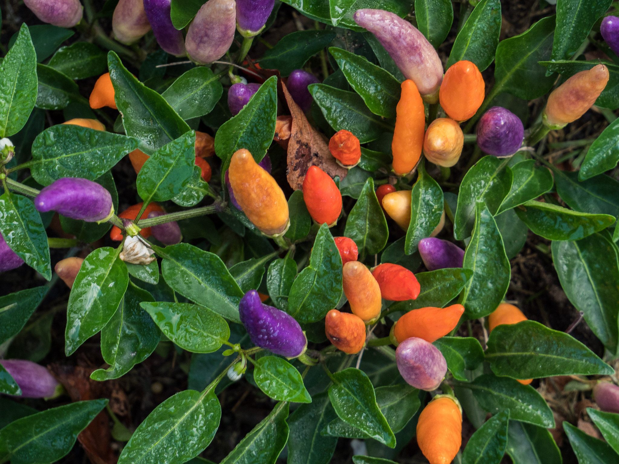 The Numex "Easter" is a seasonal pepper for springtime.