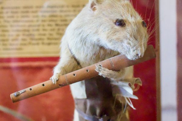 The flute-playing rat.