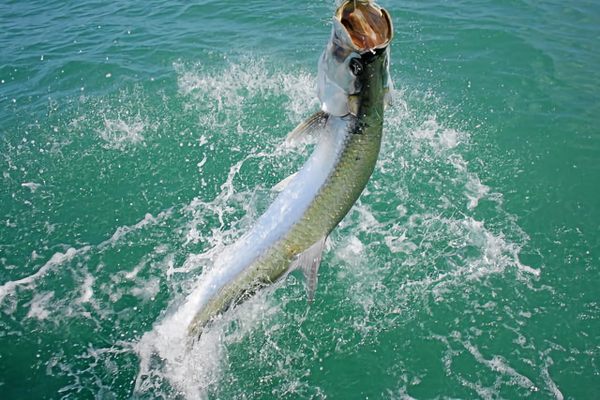 Tarpon can weigh 250 pounds and leap 10 feet in the air while trying to throw off the hook.