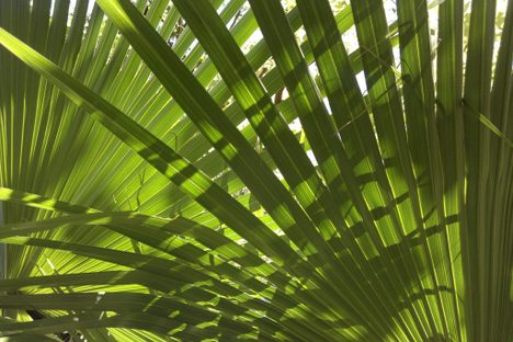The Irrepressible Palm Tree Tourists Who Travel the World to See Fronds