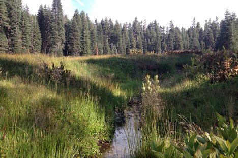 Mendocino National Forest in 2013.