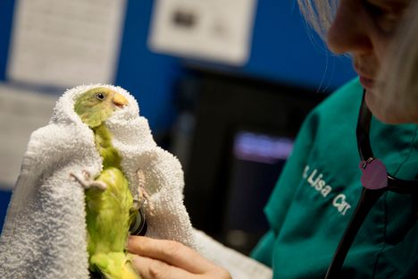 Lisa Carr checks out “Rupee Laguna,” a plum-headed parakeet, who is having difficulty breathing.