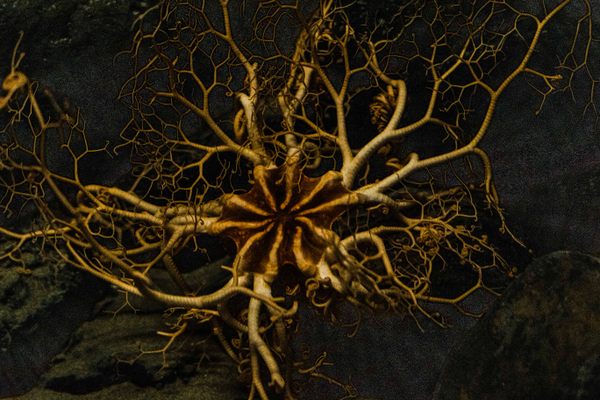 The basket star (Gorgonocephalus eucnemis), on display at the Monterey Bay Aquarium, is a deep sea species related to the sea stars seen in more shallow waters. 