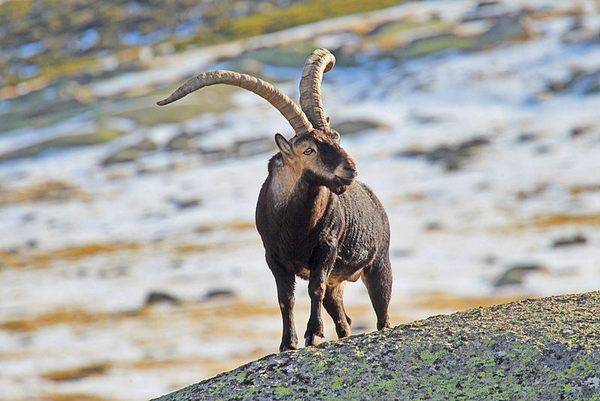 The Ibex of La Pedriza – Manzanares el Real, Spain - Atlas Obscura