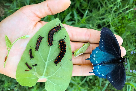This California Man Has Dedicated His Backyard to Saving a Butterfly