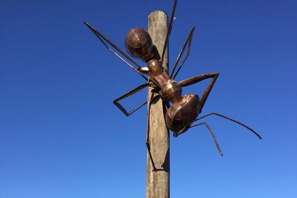 The Big Meat Ant.