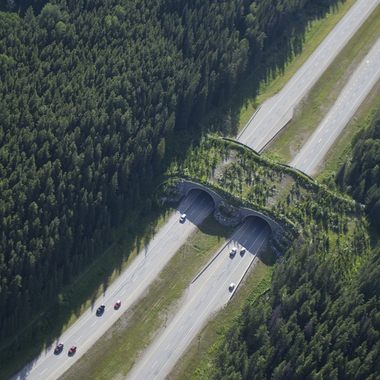 The crossing offers a safer way for animals to move across the highway.
