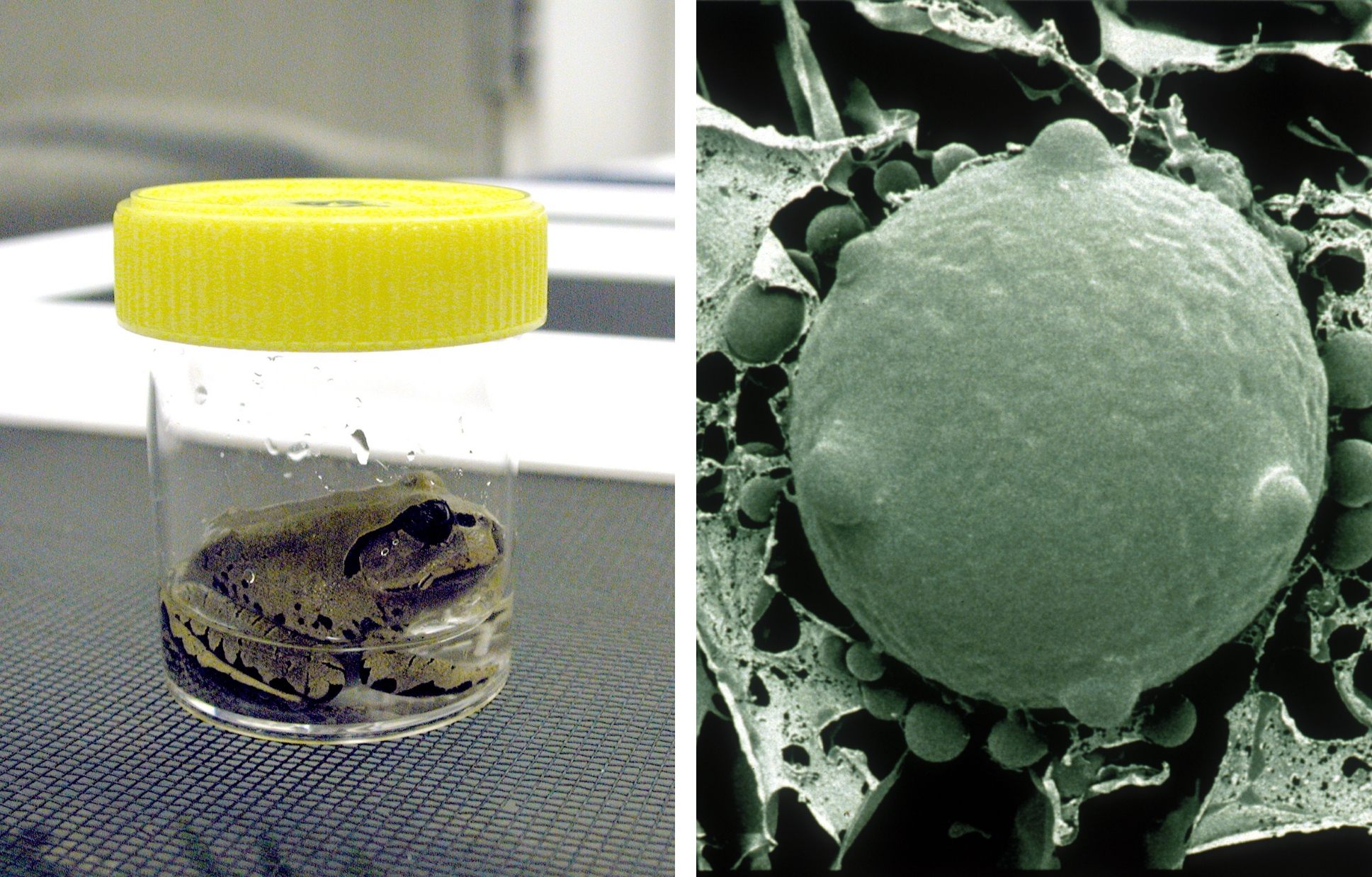 Tiny chytrid spores can nestle into amphibians' skin and cause disease and even death.