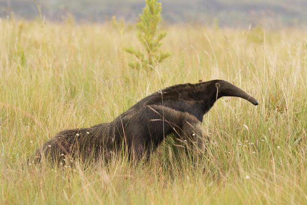 A giant anteater in its natural habitat the Cerrado grasslands, Serra Da Canastra.
