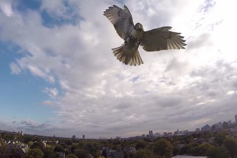 The Quest To Make New York City Stop Killing Birds
