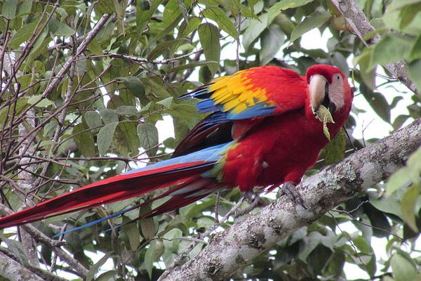 A reintroduced scarlet macaw feeding on a leaf in Palenque.