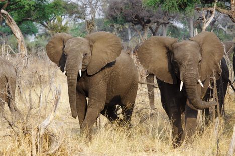 Bwabwata National Park