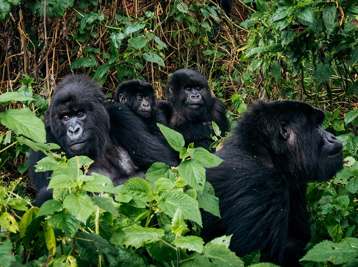 At last count there were over 600 mountain gorillas in the Virunga Massif. A few decades ago they numbered just 242.