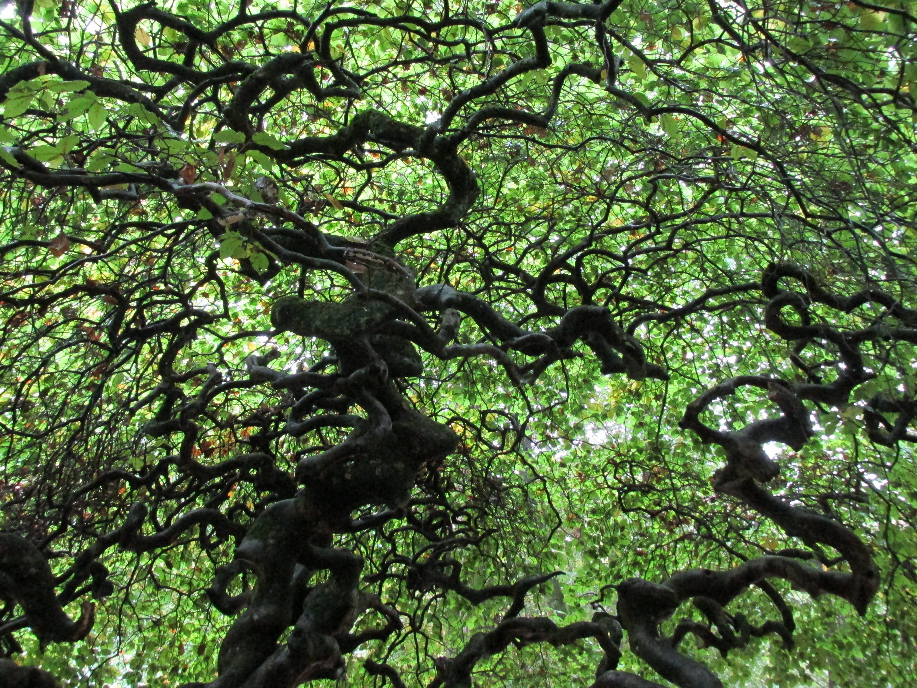 Dwarf beech trees, rife with legends and theories.