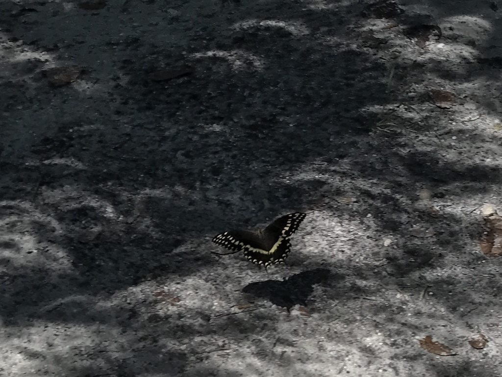 A swallowtail butterfly settles among eclipse-inflected shadows.