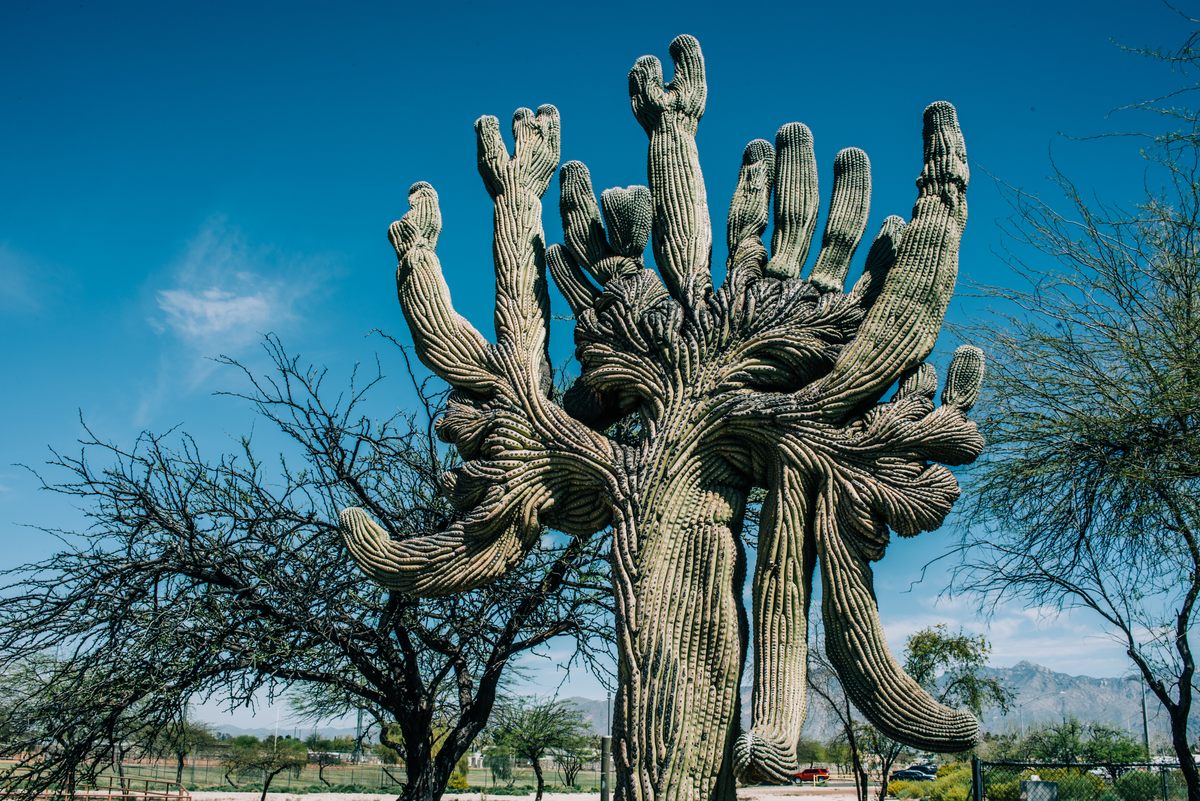 Now propped along a busy Tucson road, this cristate once stood within a military base.