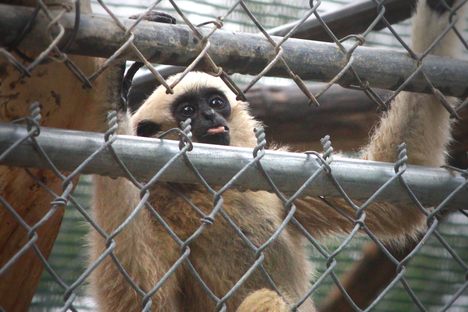 Gibbon Conservation Center, 10/4/2015