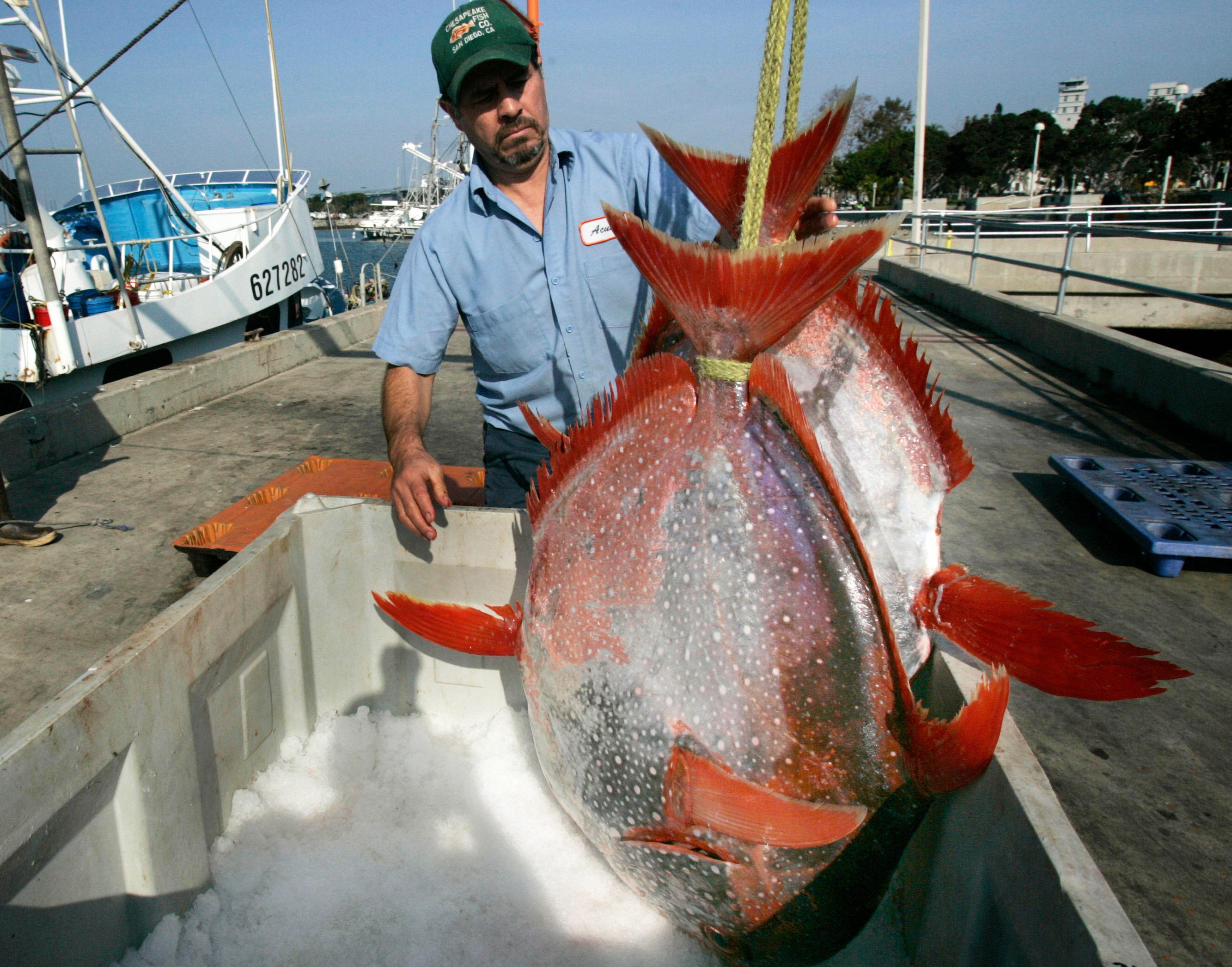 Two opah caught in San Diego, California.