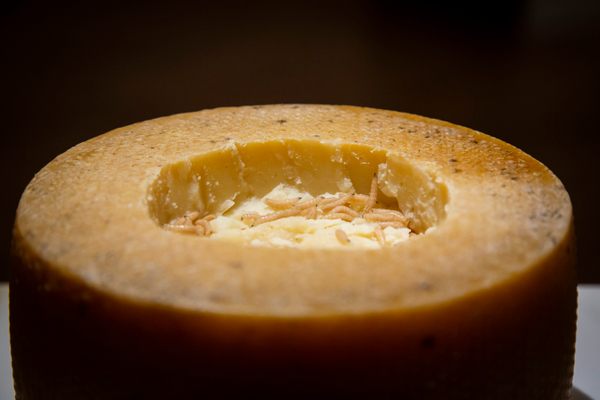 Casu Marzu, Sardinia's maggot-infested cheese.