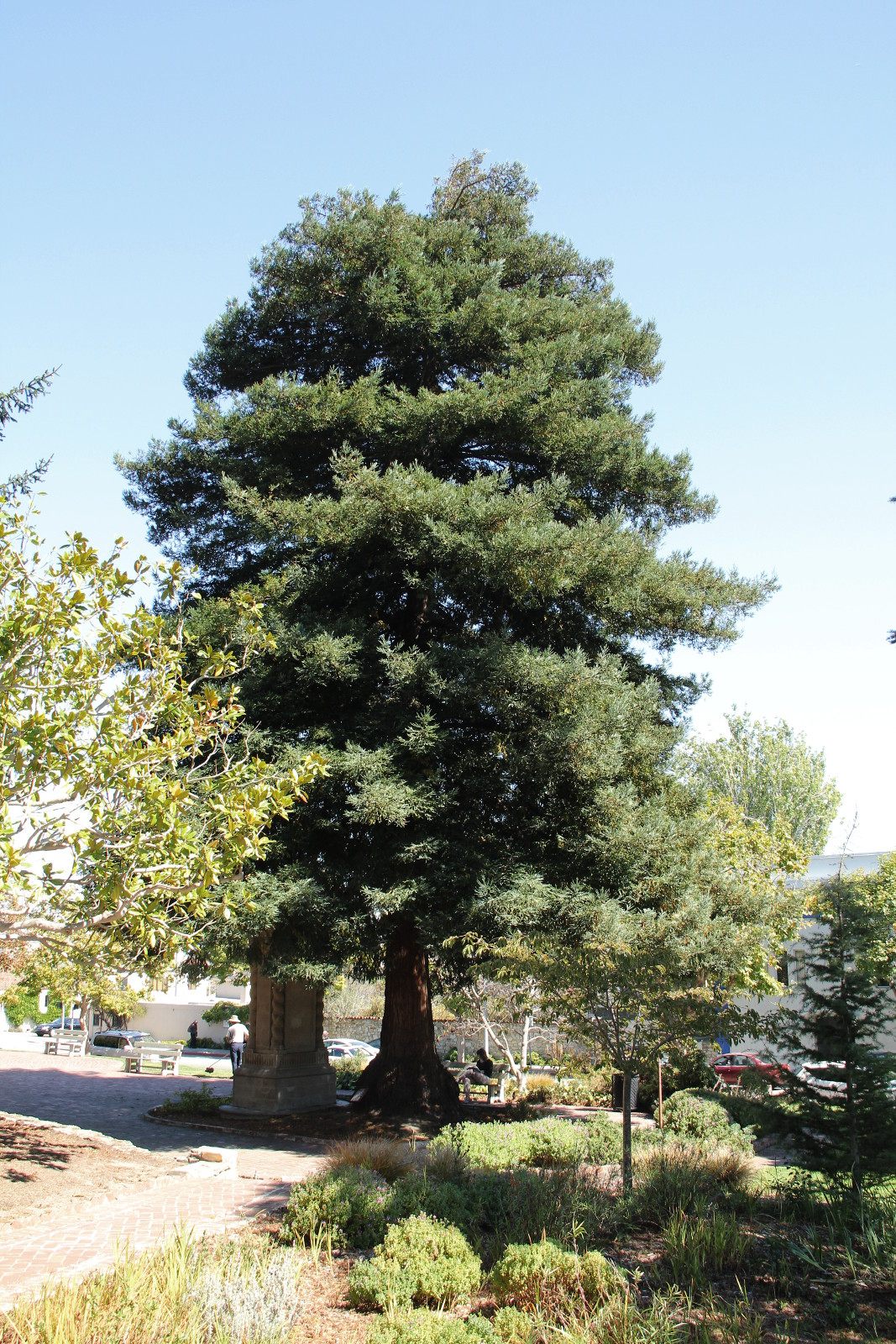 Monterey's Moon Tree