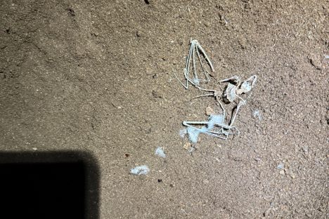 The “sand” on the floor