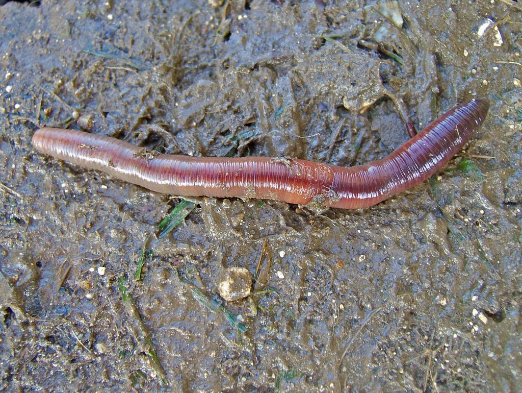 Unlike this guy, the Morris Worm was non-segmented—and was thus, according to MIT researchers, not a worm.