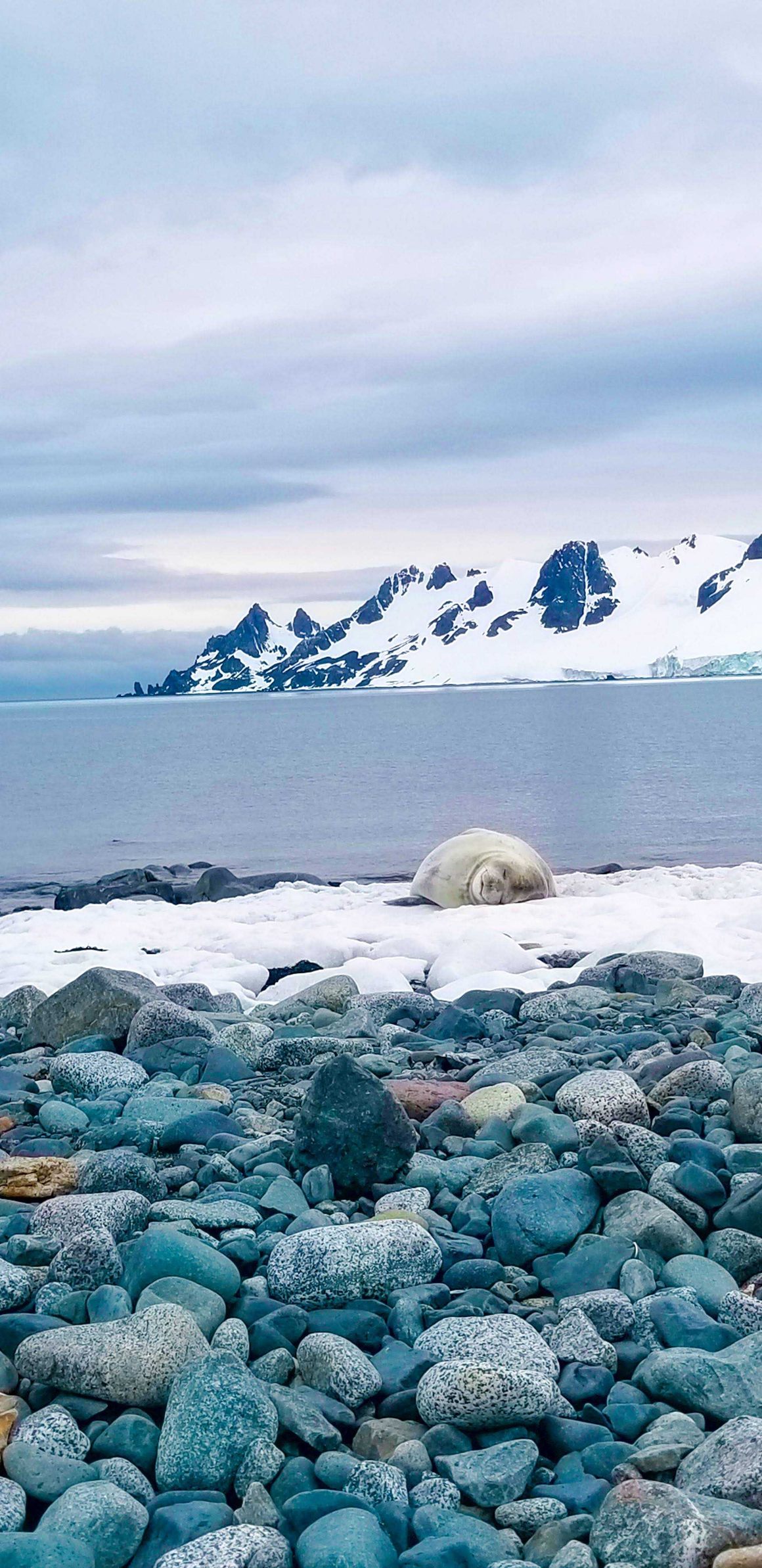 A Weddell Seal napping