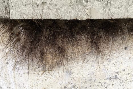 "A roving mole."