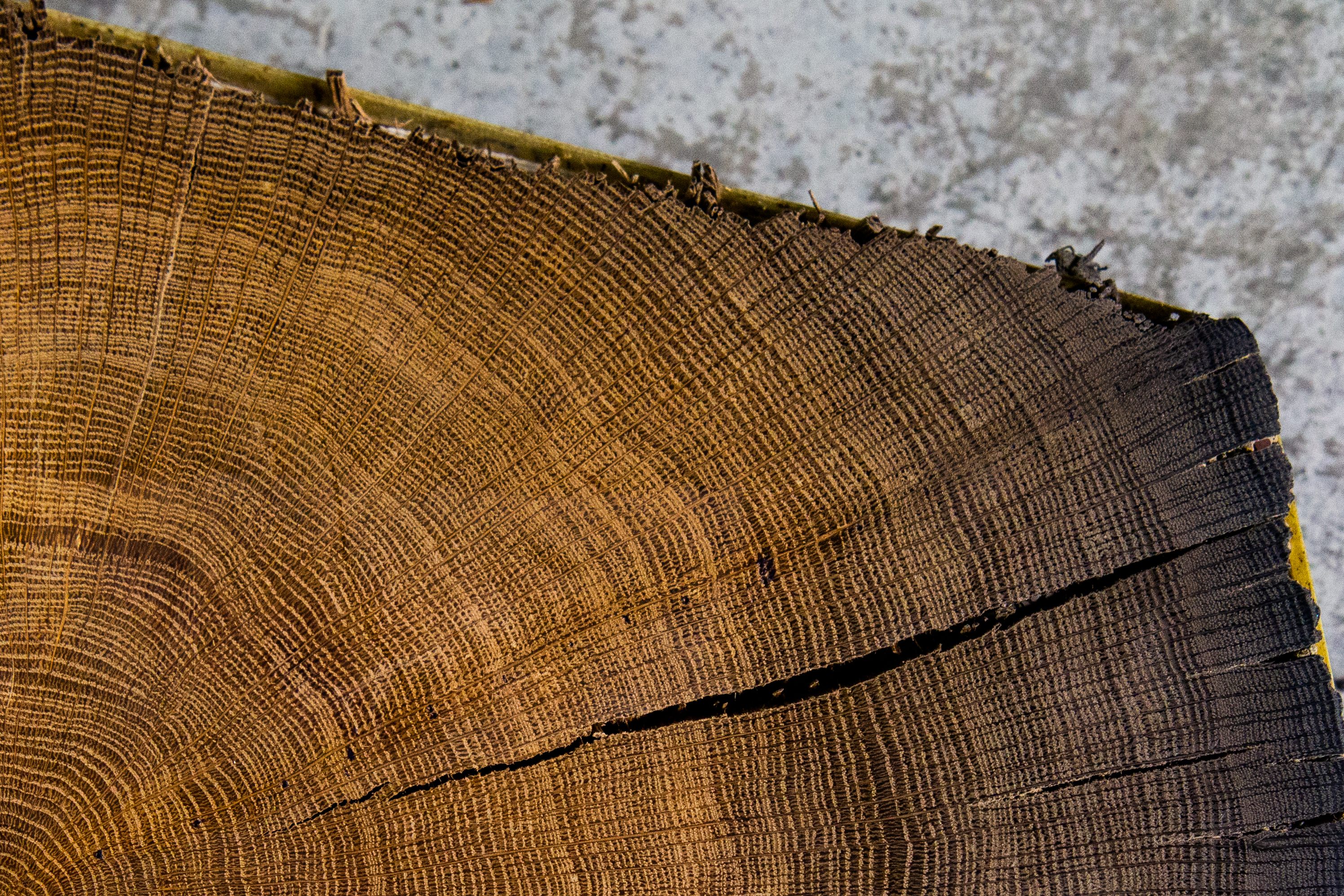 Tree rings—each representing a year of growth—were key to the new work.