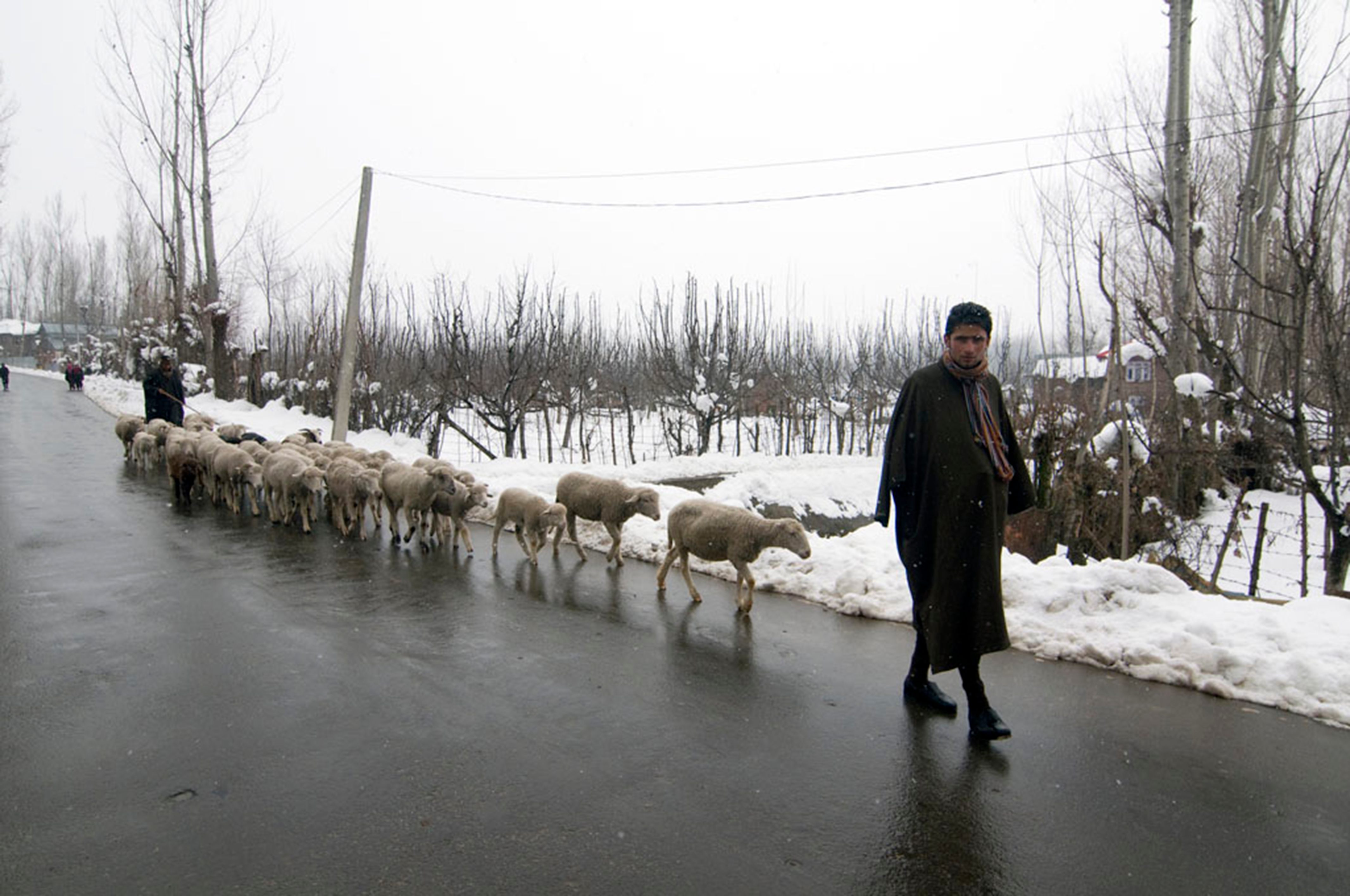 A herdsman with his flock of sheep coming down to the plains at the onset of winter.