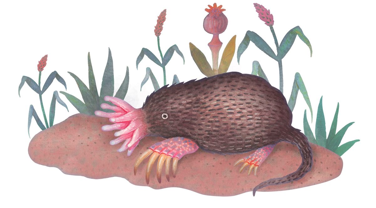 The star-nosed mole uses its stellar, fleshy snout to feel around.
