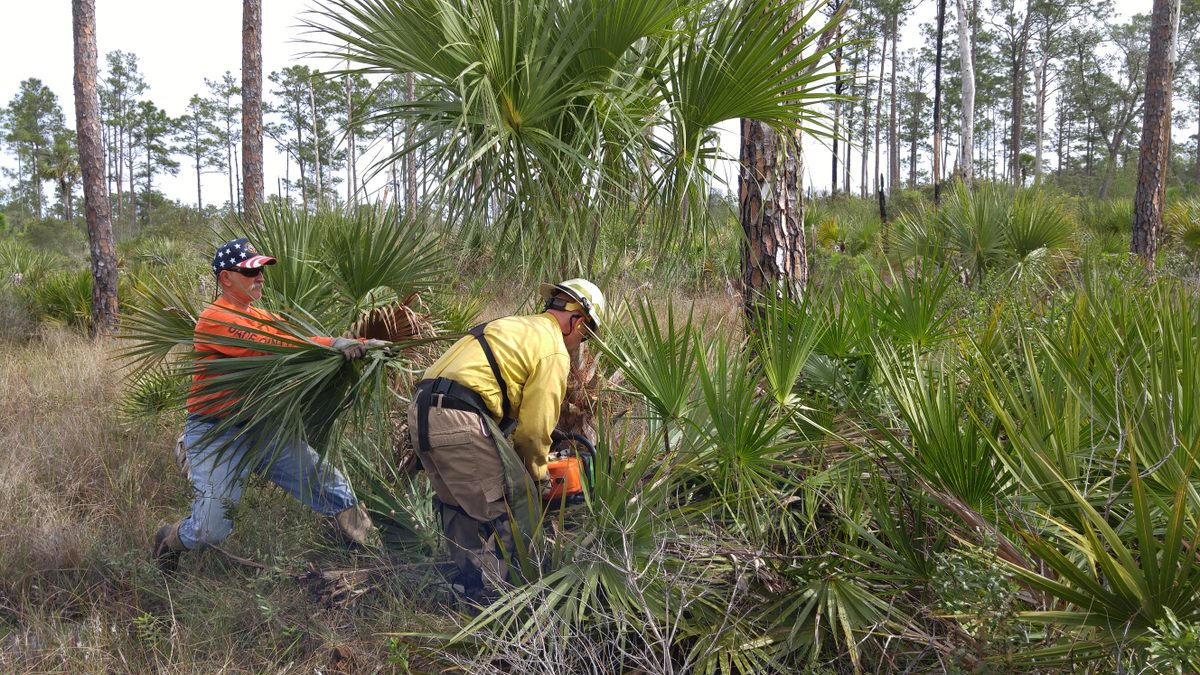 Clearing away cabbage palms is hard work.