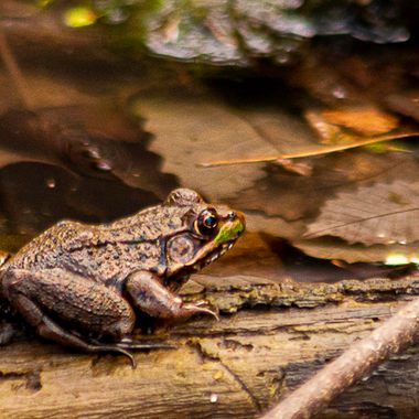 Frog at LaRue Swamp