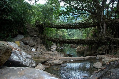 A double-decker root bridge in Meghalaya. 