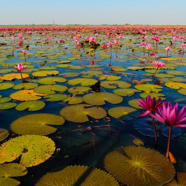 Lotus Sea with flowers in bloom.