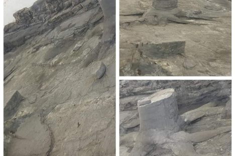Fossil Grove