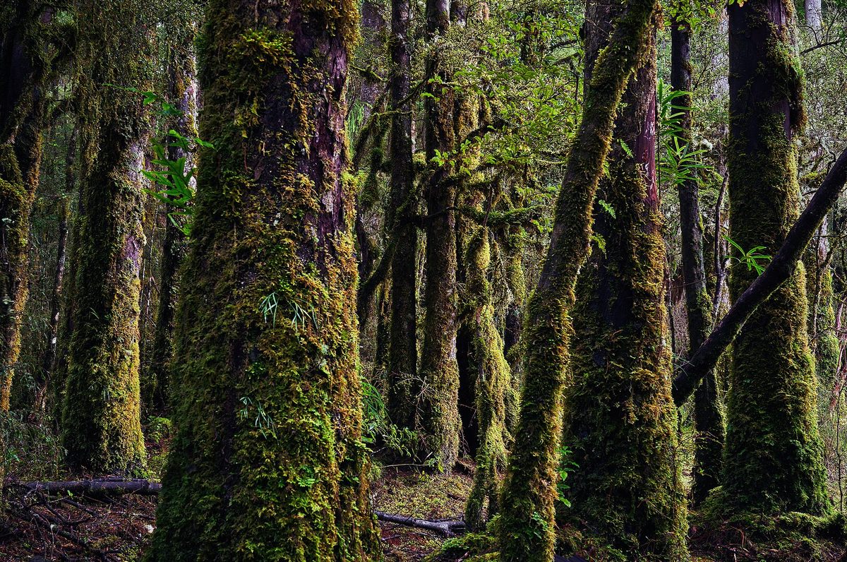 The primeval forest of Pureora on New Zealand's North Island is one of the last refuges of the pekapeka.