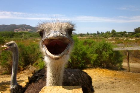 OstrichLand USA