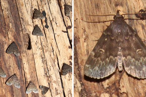 A close-up of some sleepy Idia moths. 