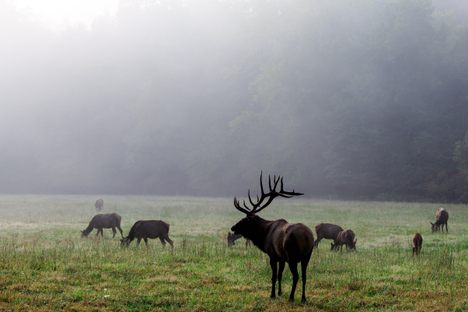 An elk herd in Cataloochee.